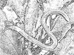 earthworm Coloring Pages To Print